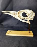 koningspinguïn Schedel - (Aptenodytes patagonicus) - Museum