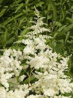 Astilbe brautschleier arendsii (Tuinplanten), Ophalen of Verzenden, Vaste plant, Overige soorten, Halfschaduw