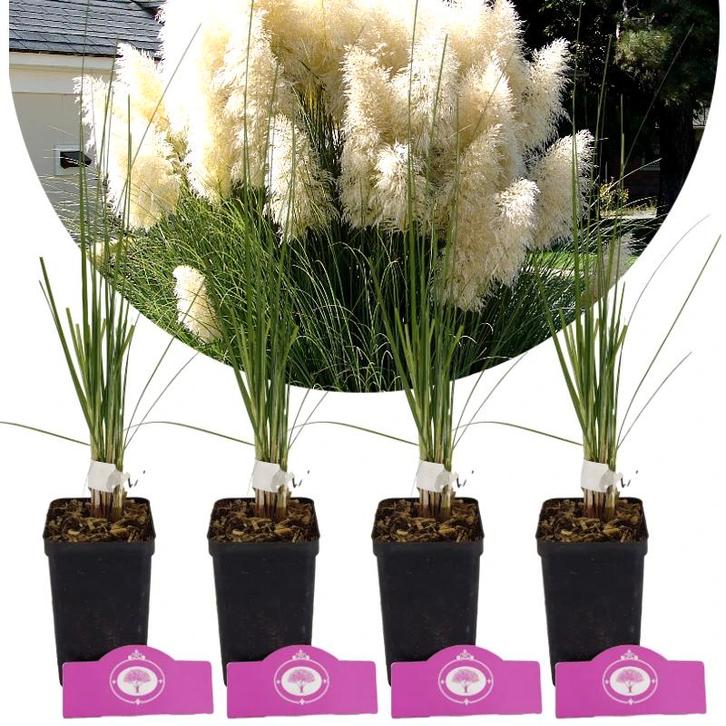 Cortaderia Selloana White Plume + pot 9cm 4 pcs, Tuin en Terras, Planten | Fruitbomen, Volle zon, Verzenden