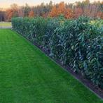 Laurierkers Prunus laurocerasus Genolia Haag 200-225 Kluit