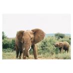 Diamond painting - Olifanten - 50x40cm - full, Verzenden, Nieuw