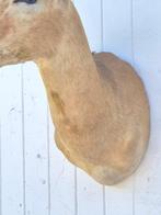 Impala Taxidermie wandmontage - Aepyceros melampus - grand, Nieuw