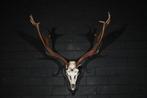 Fallow Buck Trophy Schedel - Dama dama - 40 cm - 80 cm - 80, Verzamelen, Dierenverzamelingen, Nieuw