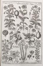 Morandi - Historia Botanica - 1744, Antiek en Kunst