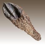 Sensationele dinosaurus tand uit de VS - Fossiele tand -