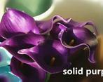 Calla real touch purple paars +/- 7 cm. en 37cm lang. / st, Nieuw, Ophalen of Verzenden