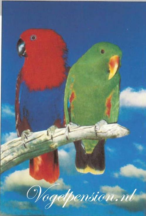 Vogelposter Edel Papegaaien - Vogelposters - Benodigdheden, Dieren en Toebehoren, Vogels | Toebehoren, Nieuw, Verzenden