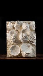 Fossiele plaatmatrix - 505 mm - 400 mm