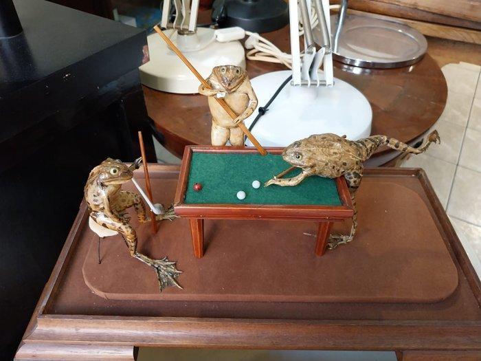 ANTICO DIORAMA CON TECA CON 3 RANE - Diorama, Antiek en Kunst, Curiosa en Brocante