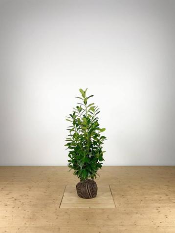 Prunus laur. Novita 100-125 cm beschikbaar voor biedingen