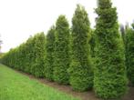 Thuja Occidentalis Brabant 60-80cm