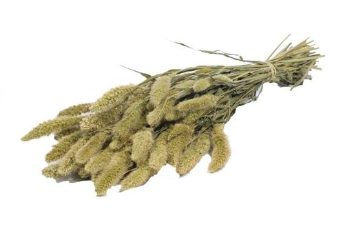 Setaria Siergras bundel Naturel Green Trosgierst, Hobby en Vrije tijd, Knutselen, Nieuw, Ophalen of Verzenden