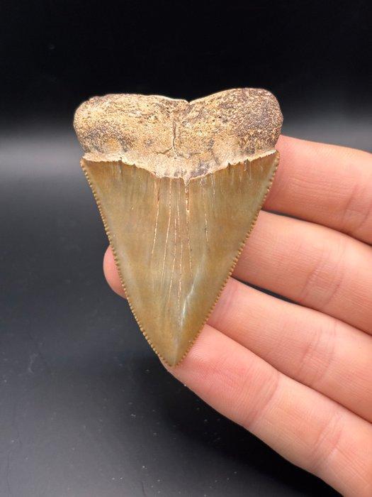 Haai - Fossiele tand - Carcharodon Carcharias - 7.1 cm - 5, Verzamelen, Mineralen en Fossielen
