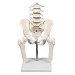 Anatomie model bekken en lumbale wervelkolom, Verzenden, Nieuw