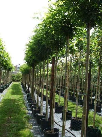 Bomen voor uw tuin rechtstreeks uit de kwekerij