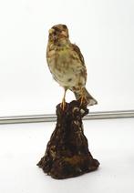 Passera lagia Taxidermie volledige montage - Petronia, Verzamelen, Dierenverzamelingen, Nieuw