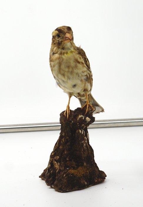 Passera lagia Taxidermie volledige montage - Petronia, Verzamelen, Dierenverzamelingen