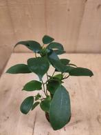 Bonsai Ficus Klein kamerplant - Warentuin Natuurlijk, Huis en Inrichting, Kamerplanten, Verzenden
