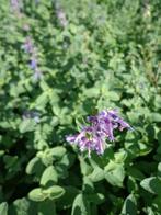 Nepeta faassenii , kattekruid/kattenkruid P9 €1,00, Tuin en Terras, Planten | Tuinplanten, Bodembedekkers, Volle zon, Vaste plant