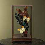 Vlinders in Vitrine Taxidermie Opgezette Dieren By Max, Verzamelen, Dierenverzamelingen, Ophalen of Verzenden, Nieuw, Insect, Opgezet dier