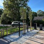 Leiboom portugese laurier leilinde olijfwilg steeneik haag, In pot, Leiboom, Halfschaduw, Ophalen of Verzenden