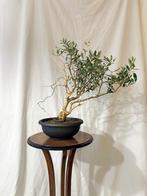 Olijf bonsai (Olea europaea) - Hoogte (boom): 58 cm - Diepte, Antiek en Kunst