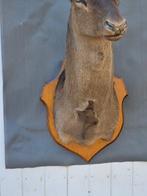 Daim Taxidermie wandmontage - Dama dama - très rare spécimen, Verzamelen, Dierenverzamelingen, Nieuw