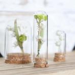 Mini dome ø2 h.7 cm set 12  stolpje met kurk voor geschenken, Hobby en Vrije tijd, Knutselen, Ophalen of Verzenden, Nieuw