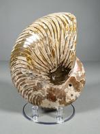 Fantastisch nautilusfossiel - Gefossiliseerde schelp -, Verzamelen, Mineralen en Fossielen