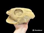 Schildpad - Fossiele schedel - Tortuga Marina - 10 cm - 25, Verzamelen