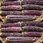 Zea Siermais Mandan Rood Clay Lavender Mandan, Ophalen of Verzenden, Nieuw