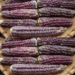 Zea Siermais Mandan Rood Clay Lavender Mandan, Hobby en Vrije tijd, Knutselen, Nieuw, Ophalen of Verzenden