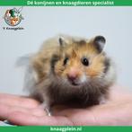 Lieve handtamme langharige Goudhamsters /Syrische hamsters !, Dieren en Toebehoren, Knaagdieren, Meerdere dieren, Hamster, Tam