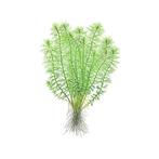 Aquaflora Myriophyllum Guyana | in 5 cm pot, Ophalen of Verzenden, Nieuw