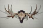 Large Northern Elk/Moose Schedel - Alces alces - 37 cm - 57, Verzamelen, Dierenverzamelingen, Nieuw
