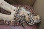 python regius butter confusion kweekman, Slang, Tam, 3 tot 6 jaar