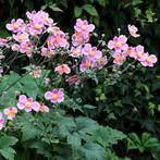 Anemone hupehensis Splendens - Wortelgoed - 5 stuks, Verzenden