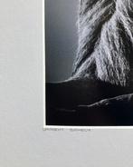 Laurent Baheaux - Lion in the Wind V. Serengeti Park,, Antiek en Kunst