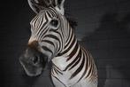 Zebra Head Taxidermie wandmontage - Equus quagga - 40 cm -, Nieuw