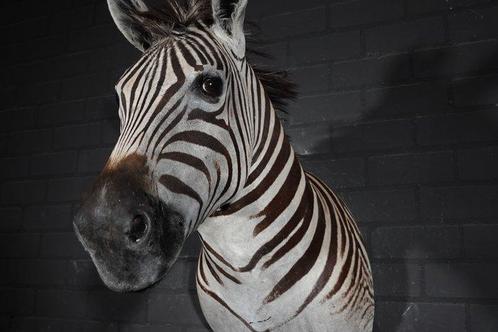 Zebra Head Taxidermie wandmontage - Equus quagga - 40 cm -, Verzamelen, Dierenverzamelingen