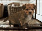 Leuke Gezelschapshondjes., Dieren en Toebehoren, Honden | Chihuahua's en Gezelschapshonden, Nederland, Parvo, Overige rassen, 8 tot 15 weken