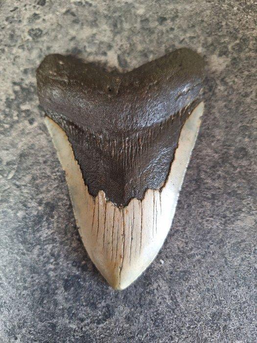 Megalodon - Fossiele tand - Otodus (Carcharocles) megalodon, Verzamelen, Mineralen en Fossielen