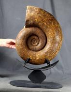 Fine Ammonite - Op stand - Gefossiliseerd dier - Lytoceras