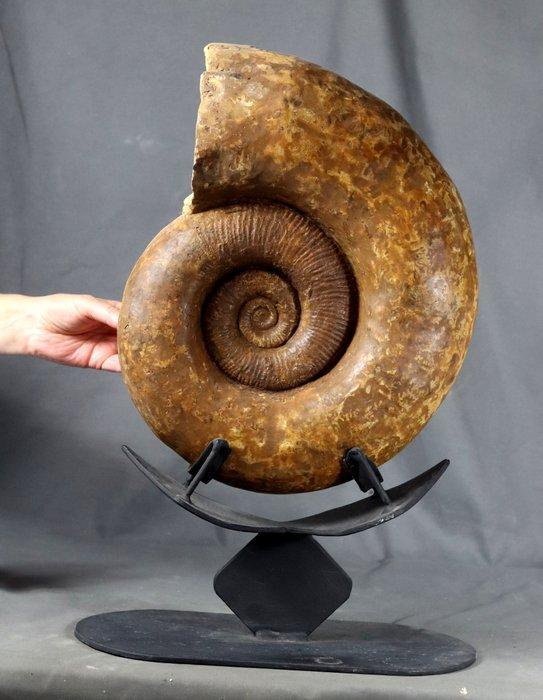 Fine Ammonite - Op stand - Gefossiliseerd dier - Lytoceras, Verzamelen, Mineralen en Fossielen