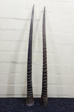 Gemsbok Hoorns - Oryx gazella - 3 cm - 3 cm - 82 cm-, Nieuw