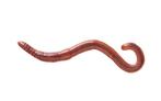 Ruto Mestpiertjes 35/45 stuks Mixwormen, Dieren en Toebehoren, Pluimvee | Toebehoren, Nieuw, Ophalen of Verzenden