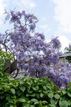 Wisteria sinensis Prolific - Blauwe regen - Ø15cm - 65cm, Verzenden, Nieuw