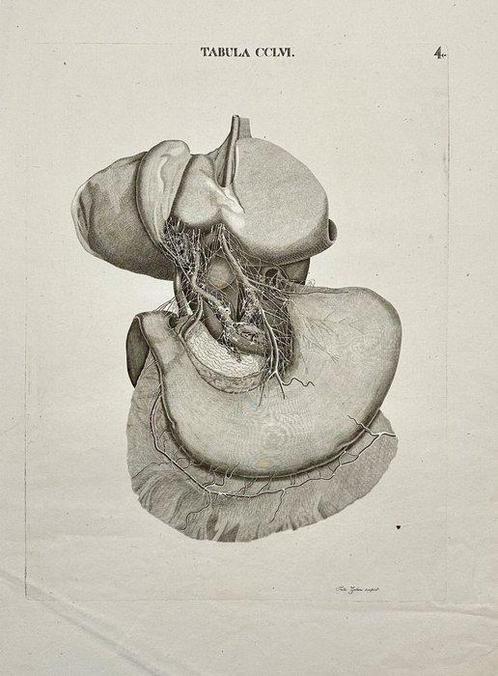 Antonio Caldani - Anatomical Engraving – Nerves of the, Antiek en Kunst, Antiek | Wandborden en Tegels