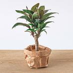 Mini-palm - Cordyline fruticosa Purple Compacta - Terrariu, Verzenden, Nieuw