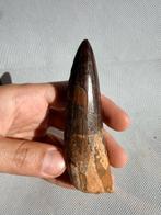 Dinosaurus - Fossiele tand - Spinosaurus aegyptiacus - 11.5, Verzamelen, Mineralen en Fossielen
